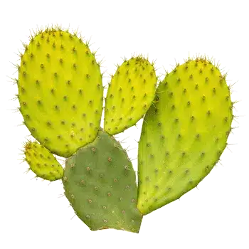 Estratto di gambo di cactus (nopal) 10:1