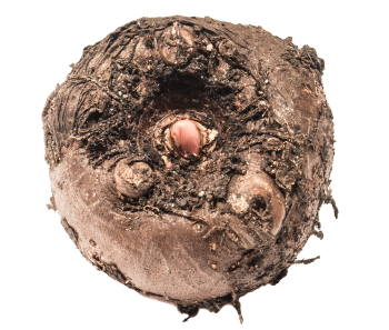 Glucomannano