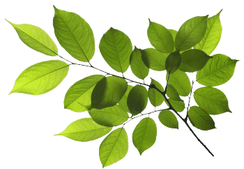 estratto di poligono