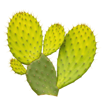 Estratto di gambo di fico d'India (nopal) 10:1