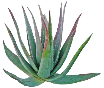 polvere di agave