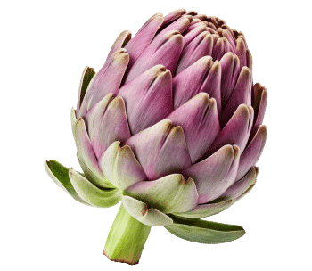 Estratto di carciofo