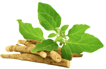 estratto di ashwagandha