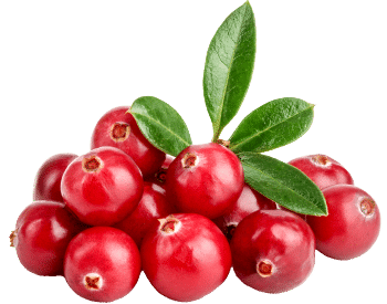 Estratto di mirtillo rosso