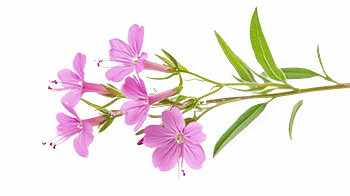 estratto di salice comune